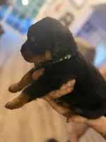 Green collar, a male Rottweiler for sale in Milan, NH – 7 of 7
