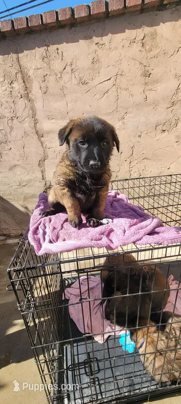 Rocky – Belgian Malinois puppy for sale in Rialto, CA