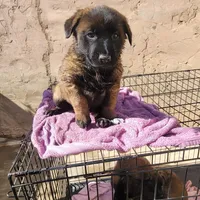 Rocky, a male Belgian Malinois for sale in Rialto, CA – Photo 1 of 2