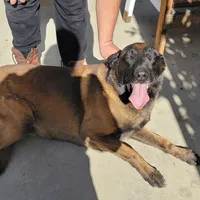 Princess, a female Belgian Malinois for sale in Rialto, CA – Photo 3 of 4