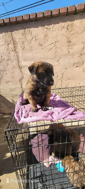 Princess – Belgian Malinois puppy for sale in Rialto, CA