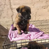 Princess, a female Belgian Malinois for sale in Rialto, CA – Photo 1 of 4