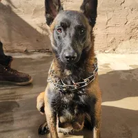 Princess, a female Belgian Malinois for sale in Rialto, CA – Photo 2 of 4