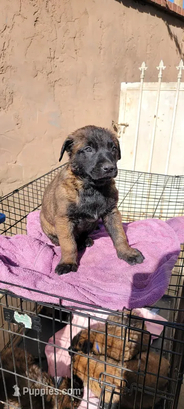 Jack  – Belgian Malinois puppy for sale in Rialto, CA