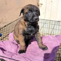 Jack , a male Belgian Malinois for sale in Rialto, CA – Photo 1 of 2