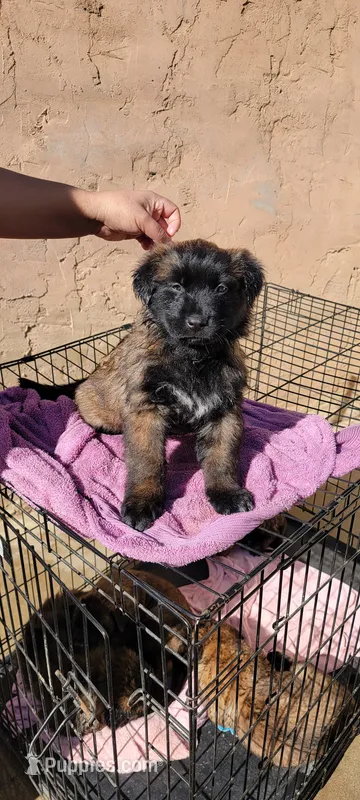 Bobby – Belgian Malinois puppy for sale in Rialto, CA