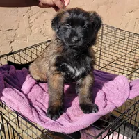Bobby, a male Belgian Malinois for sale in Rialto, CA – Photo 1 of 2