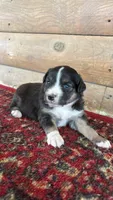 Iris , a female Miniature Australian Shepherd for sale in Haworth, OK – 4 of 5