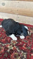 Dahlia , a female Miniature Australian Shepherd for sale in Haworth, OK – 4 of 5