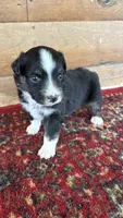 Dahlia , a female Miniature Australian Shepherd for sale in Haworth, OK – 5 of 5