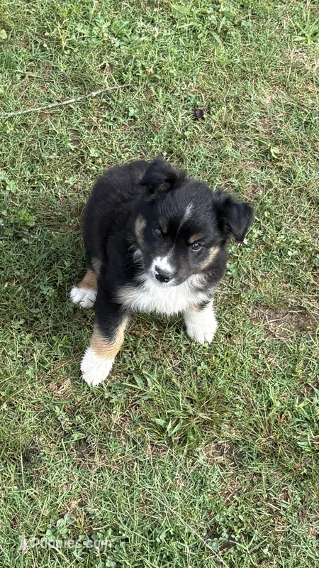 Buck – Miniature Australian Shepherd puppy for sale in Haworth, OK