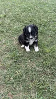 Dahlia , a female Miniature Australian Shepherd for sale in Haworth, OK – 3 of 5