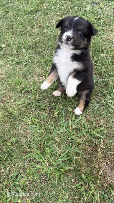 Buck – Miniature Australian Shepherd puppy for sale in Haworth, OK
