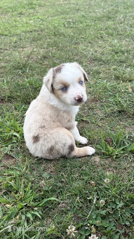 Buz  – Miniature Australian Shepherd puppy for sale in Haworth, OK