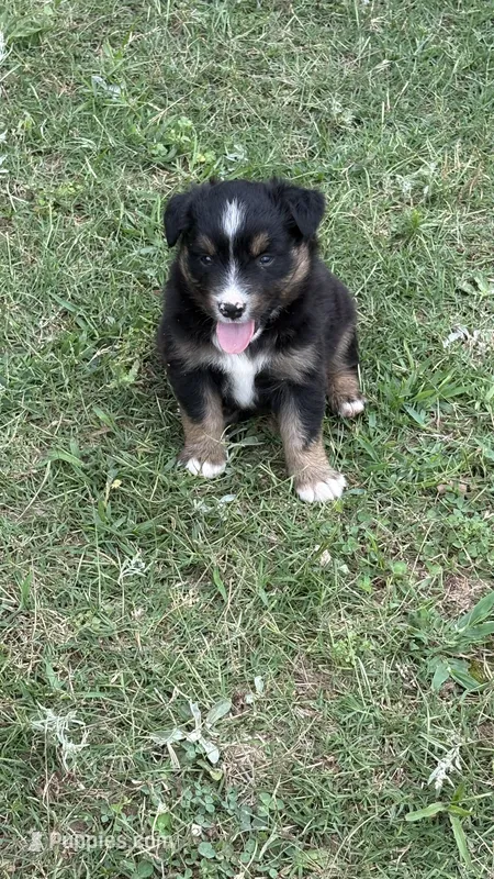Maveric  – Miniature Australian Shepherd puppy for sale in Haworth, OK