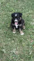 Maveric , a male Miniature Australian Shepherd for sale in Haworth, OK – 1 of 4
