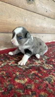 Tulip , a female Miniature Australian Shepherd for sale in Haworth, OK – 3 of 3