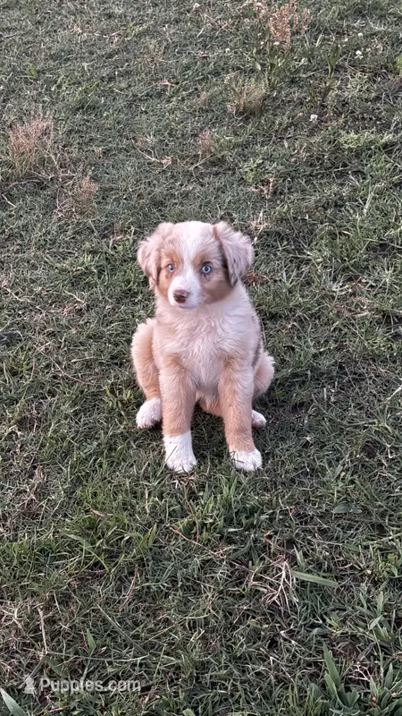 Rosie  – Miniature Australian Shepherd puppy for sale in Haworth, OK