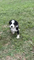 Blaze , a male Miniature Australian Shepherd for sale in Haworth, OK – 2 of 3