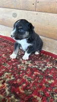 Buck, a male Miniature Australian Shepherd for sale in Haworth, OK – 5 of 5