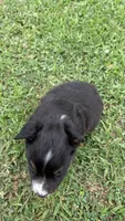 Buck, a male Miniature Australian Shepherd for sale in Haworth, OK – 3 of 5