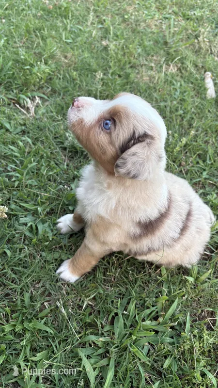 Rosie  – Miniature Australian Shepherd puppy for sale in Haworth, OK