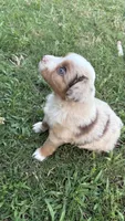 Rosie , a female Miniature Australian Shepherd for sale in Haworth, OK – 1 of 4