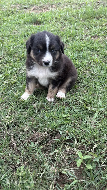 Iris  – Miniature Australian Shepherd puppy for sale in Haworth, OK