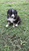 Iris , a female Miniature Australian Shepherd for sale in Haworth, OK – 3 of 5