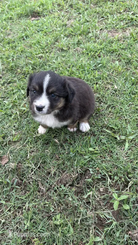 Iris  – Miniature Australian Shepherd puppy for sale in Haworth, OK