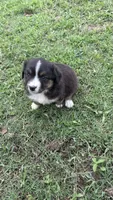 Iris , a female Miniature Australian Shepherd for sale in Haworth, OK – 1 of 5