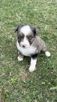 Tulip , a female Miniature Australian Shepherd for sale in Haworth, OK – 2 of 3