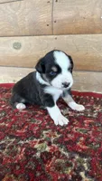 Blaze , a male Miniature Australian Shepherd for sale in Haworth, OK – 3 of 3