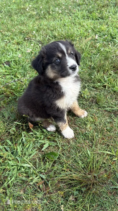 Iris  – Miniature Australian Shepherd puppy for sale in Haworth, OK