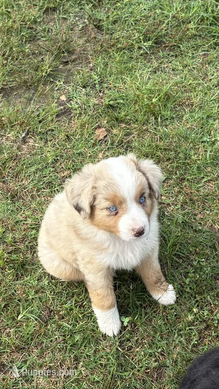 Rosie  – Miniature Australian Shepherd puppy for sale in Haworth, OK