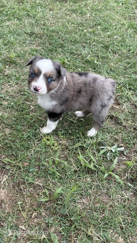 Tulip  – Miniature Australian Shepherd puppy for sale in Haworth, OK