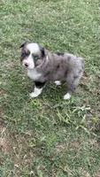 Tulip , a female Miniature Australian Shepherd for sale in Haworth, OK – 1 of 3