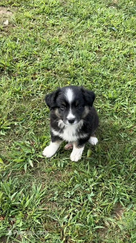 Dahlia  – Miniature Australian Shepherd puppy for sale in Haworth, OK