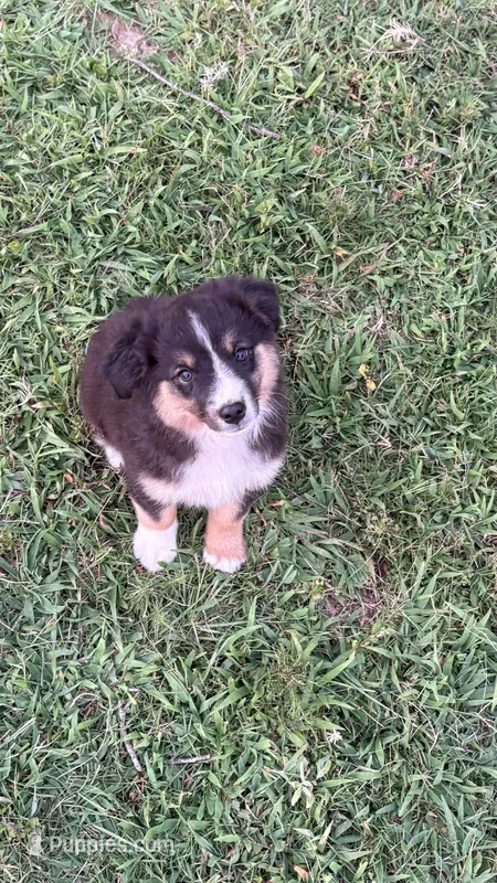 Iris  – Miniature Australian Shepherd puppy for sale in Haworth, OK