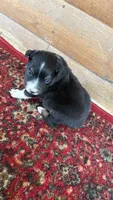 Buck, a male Miniature Australian Shepherd for sale in Haworth, OK – 4 of 5