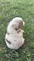 Rosie , a female Miniature Australian Shepherd for sale in Haworth, OK – 3 of 4