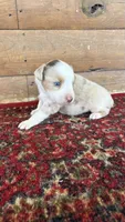 Buz , a male Miniature Australian Shepherd for sale in Haworth, OK – 4 of 5
