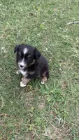Maveric , a male Miniature Australian Shepherd for sale in Haworth, OK – 2 of 4