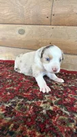 Buz , a male Miniature Australian Shepherd for sale in Haworth, OK – 5 of 5