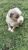 Rosie , a female Miniature Australian Shepherd for sale in Haworth, OK – 2 of 4