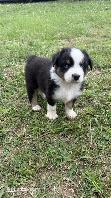 Blaze  – Miniature Australian Shepherd puppy for sale in Haworth, OK
