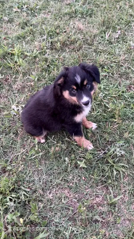 Maveric  – Miniature Australian Shepherd puppy for sale in Haworth, OK