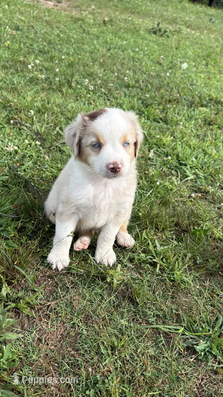Buz  – Miniature Australian Shepherd puppy for sale in Haworth, OK
