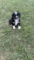 Dahlia , a female Miniature Australian Shepherd for sale in Haworth, OK – 2 of 5