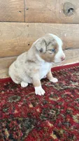 Rosie , a female Miniature Australian Shepherd for sale in Haworth, OK – 4 of 4
